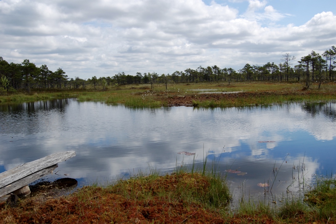 Roadtrip djupt inne i Estlands skogar…