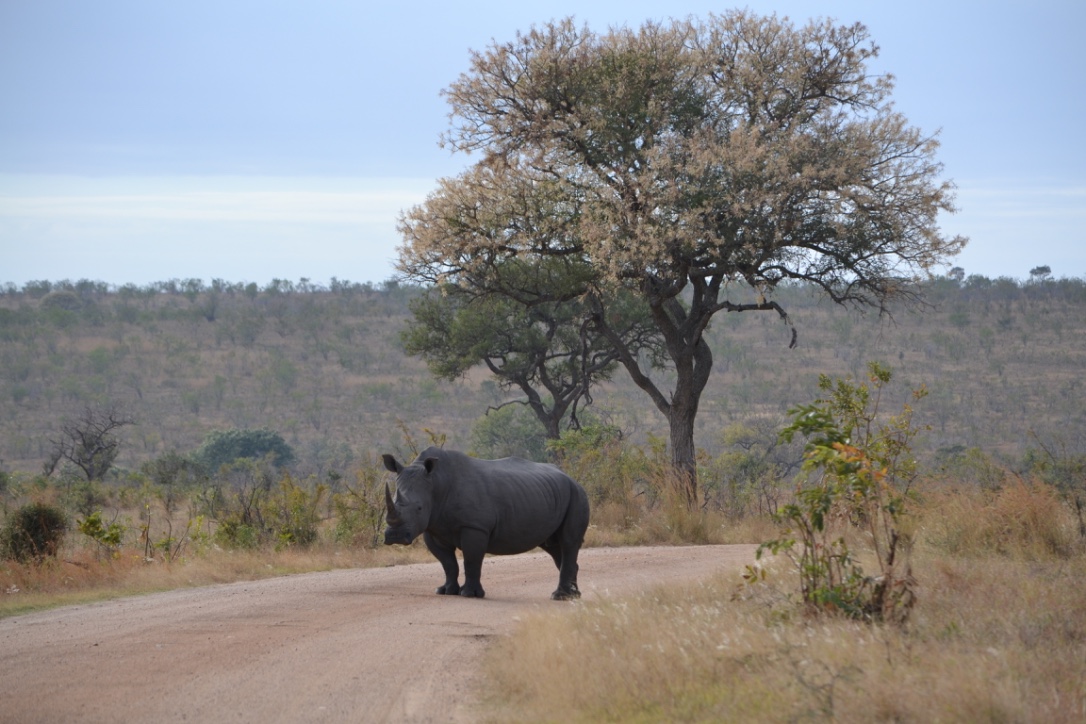 Roadtrip i Sydafrika & Krugerparken
